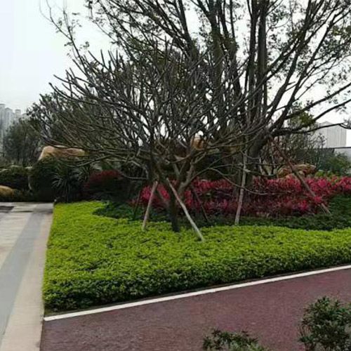 小區綠化施工設計及養護